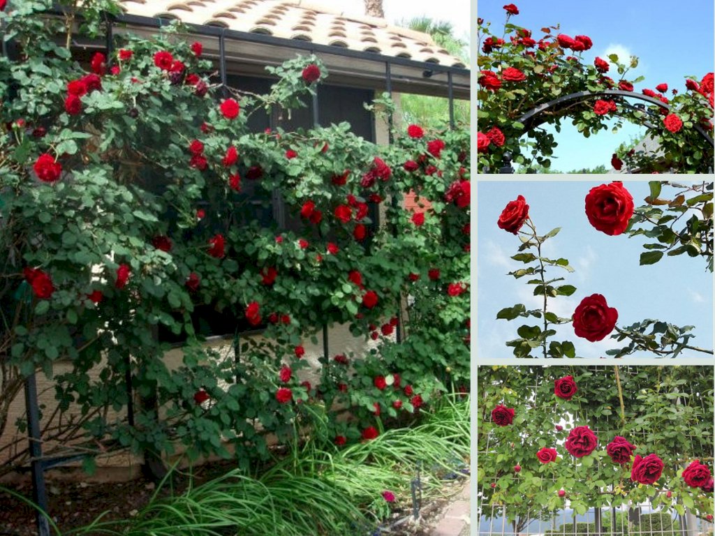 Nhà vườn bán gốc hồng cổ Hải Phòng - Tư vấn mua chậu hoa trồng nơi công sở