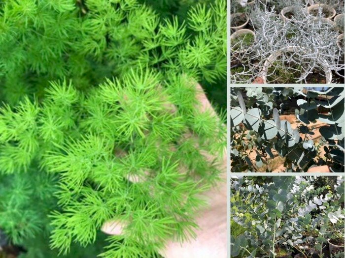 Công sở tư vấn làm kinh tế từ trồng cây phụ liệu cắm hoa 