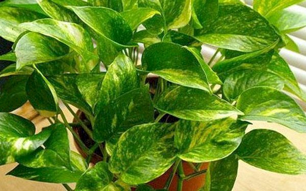 7 loại cây cảnh phổ biến nhưng có độc, nên cân nhắc kỹ trước khi trồng