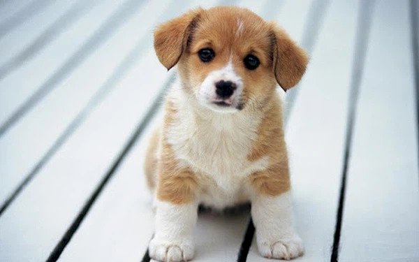 Bộ Y tế khuyến cáo: Đã có bằng chứng virus SARS-CoV-2 có thể lây sang vật nuôi