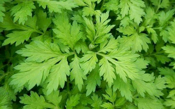 Sai lầm khi ăn ngải cứu có thể dẫn đến ngộ độc, động kinh,... biết mà tránh xa kẻo 'hối không kịp'