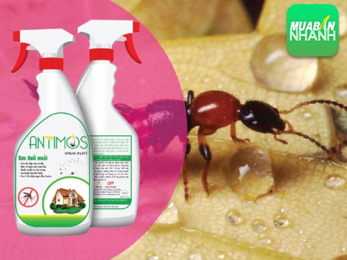 Cách phòng trừ kiến ba khoang