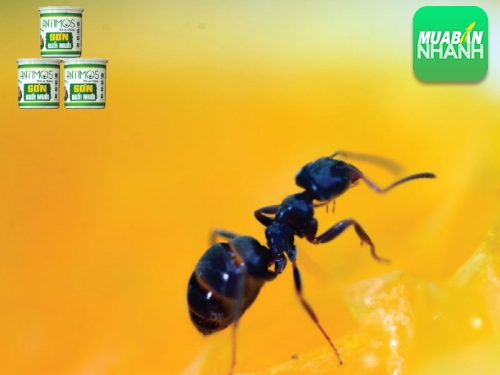 Cách trừ kiến đen