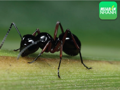 Cách trừ kiến đen trong nhà