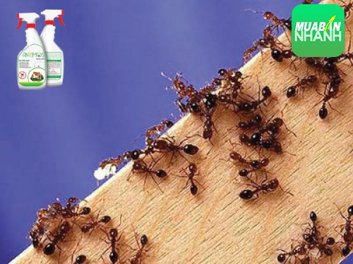 Cách trừ kiến lửa