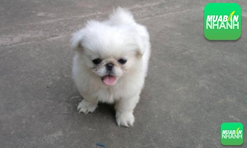 Chó Bắc Kinh thuần chủng