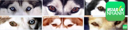 Chó Husky 2 màu mắt