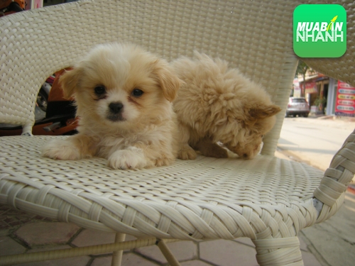 Chó Nhật lai Bắc Kinh