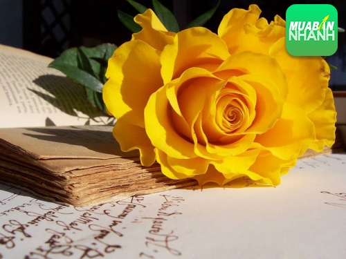 Có bắt buộc đăng ký quyền tác giả với Cục bản quyền tác giả mới phát sinh quyền không?