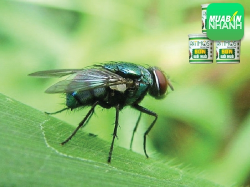 Diệt côn trùng trong nhà