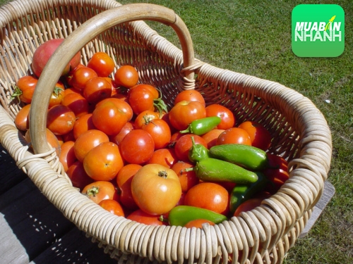 Giảm cân bằng cà chua hiệu quả an toàn nhất