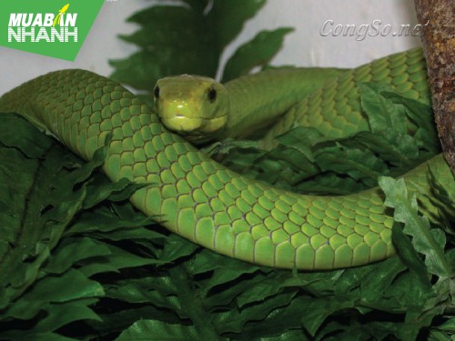 [RẮN CẮN - cách phòng và cấp cứu] 5 loài cây đuổi rắn nên trồng trong vườn nhà bạn