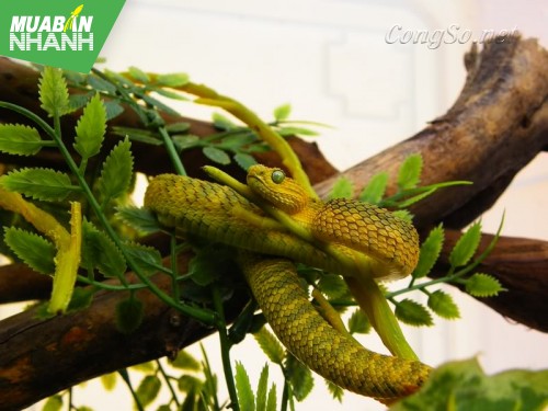 [RẮN CẮN - cách phòng và cấp cứu] Bị rắn độc cắn, sơ cấp cứu thế nào?