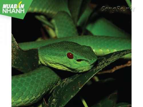 [RẮN CẮN - cách phòng và cấp cứu] Làm gì để khống chế rắn lục đuôi đỏ?