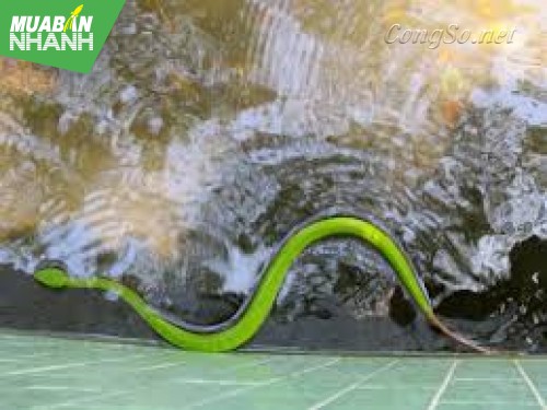 [RẮN CẮN - cách phòng và cấp cứu] Làm gì để tránh rắn lục đuôi đỏ vào nhà, cắn người?