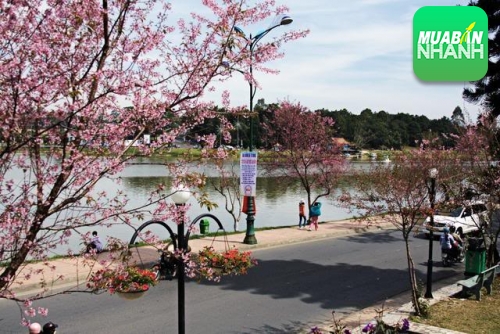 Rao vặt Đà Lạt bán hàng tết