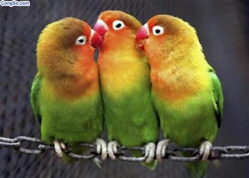 Tình tay ba, bạn sẽ chọn ai...???...!!!