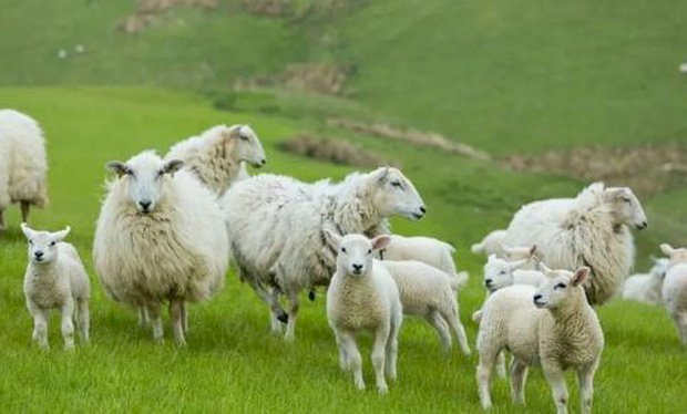 Câu hỏi phỏng vấn: Làm thế nào đưa 100 con cừu qua sông trong 3 lần với số cừu bằng nhau?