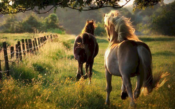 'Ngựa siêng thì khổ, ngựa lười thì sướng', 8 câu chuyện nhỏ dạy bạn nhìn thấu nhân sinh