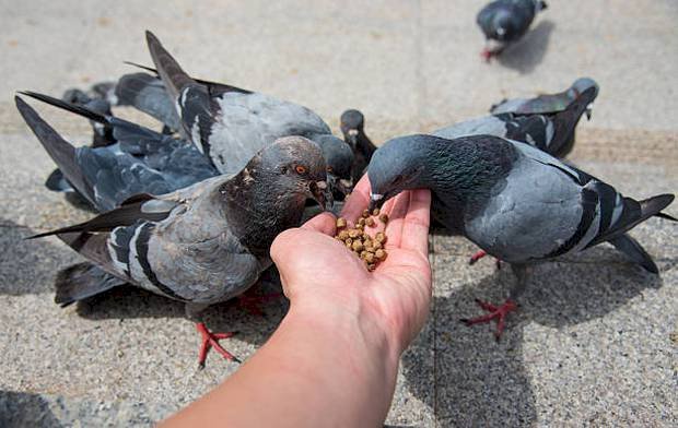  Không cho phép cho chim bồ câu ăn ở Venice, Ý 