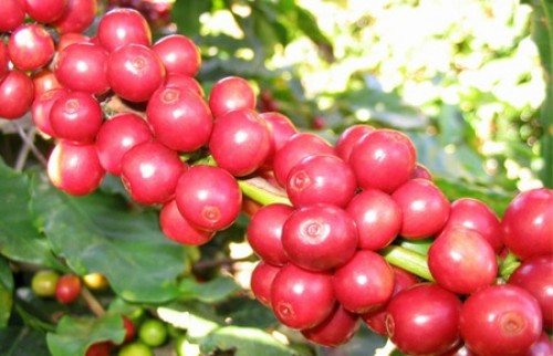 Một loạt dự báo u ám về sản lượng cà phê của Việt Nam
