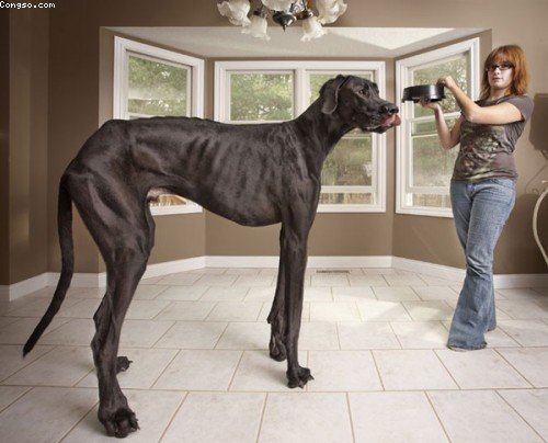 Chú chó cao nhất thế giới 